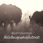 สัตว์เสี่ยงสูญพันธุ์