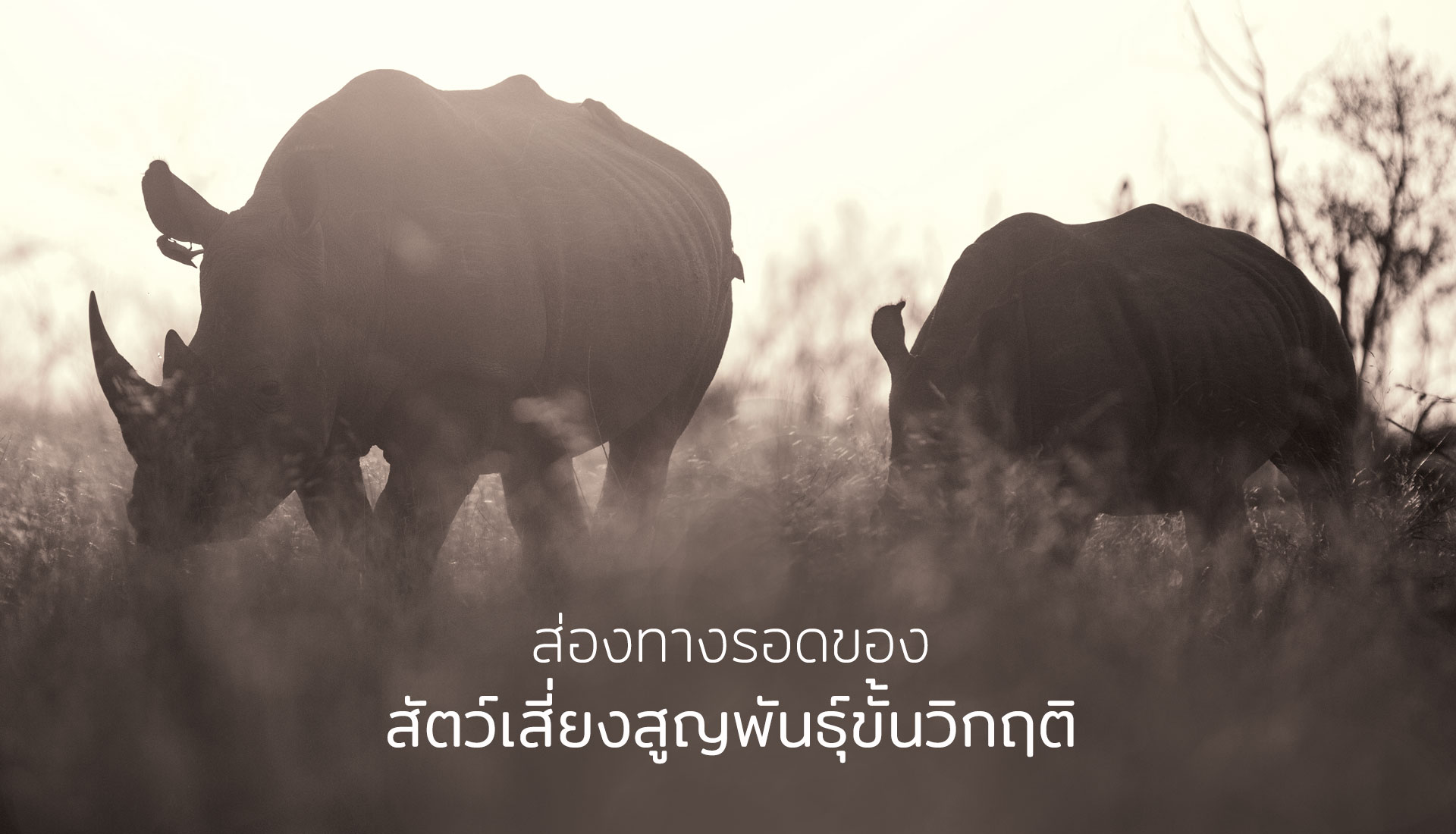 สัตว์เสี่ยงสูญพันธุ์