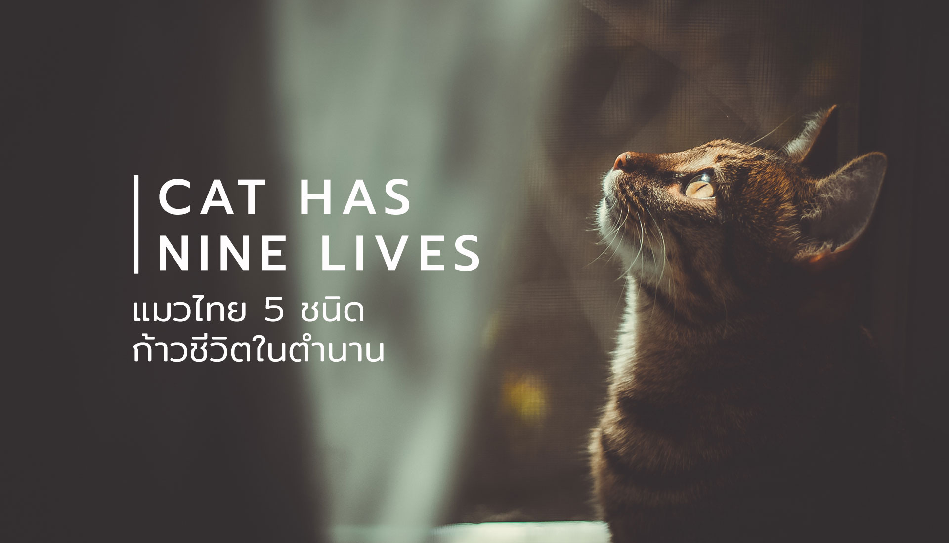 แมวไทย