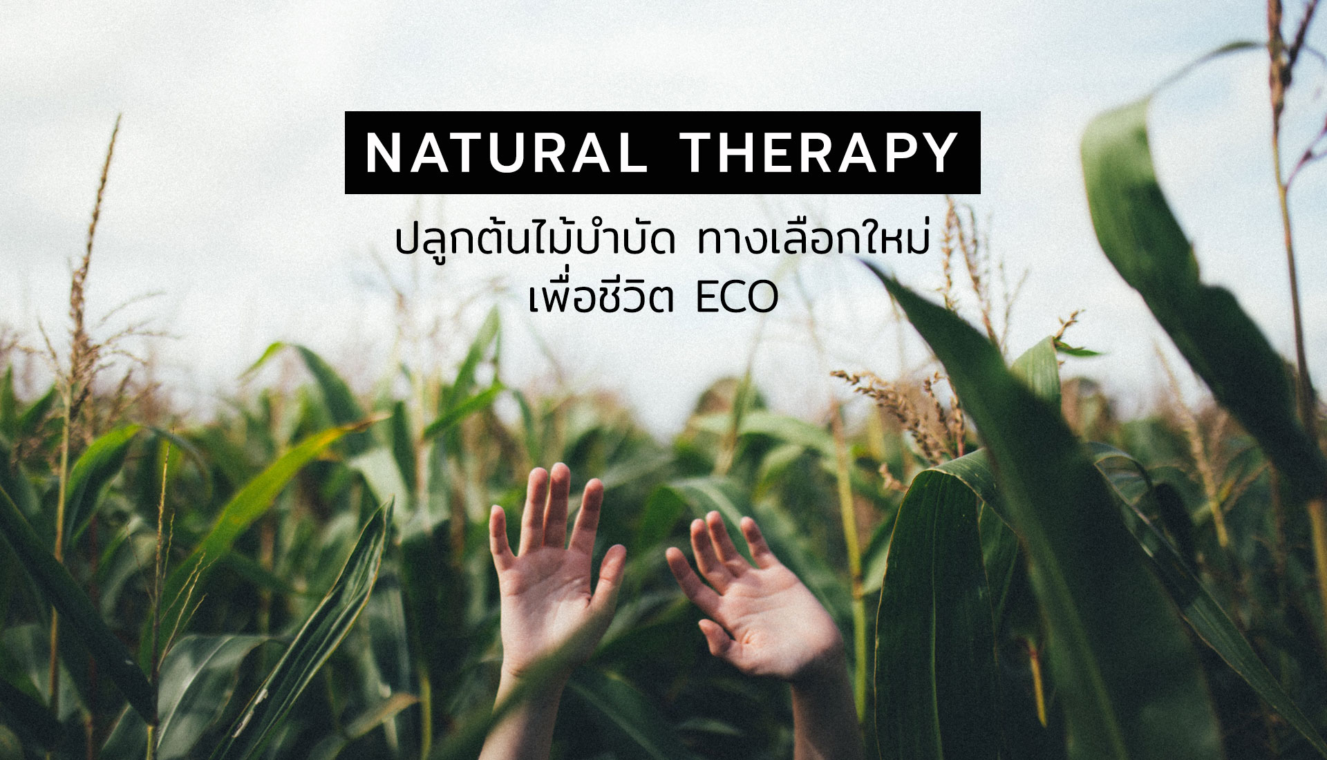 ปลูกต้นไม้