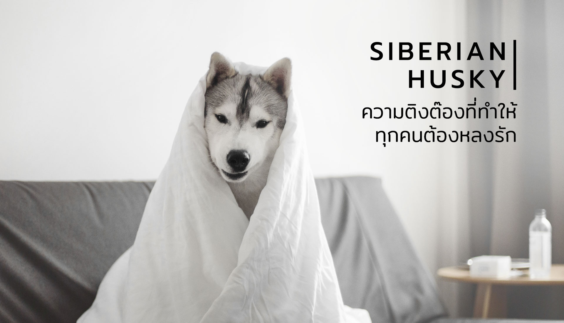 ไซบีเรียน ฮัสกี้