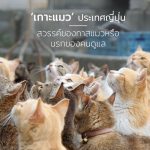เกาะแมว