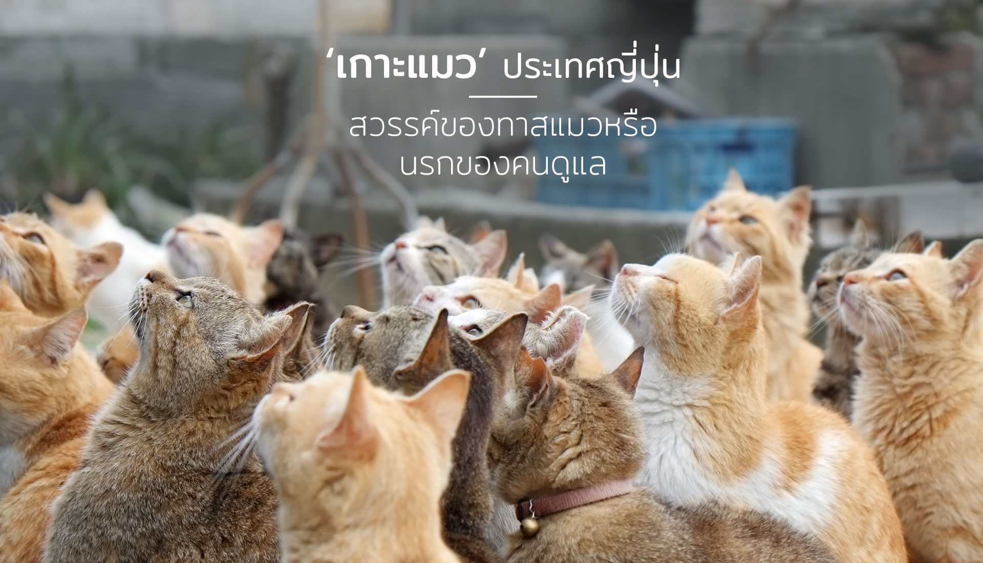 เกาะแมว