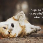 คอร์กี้