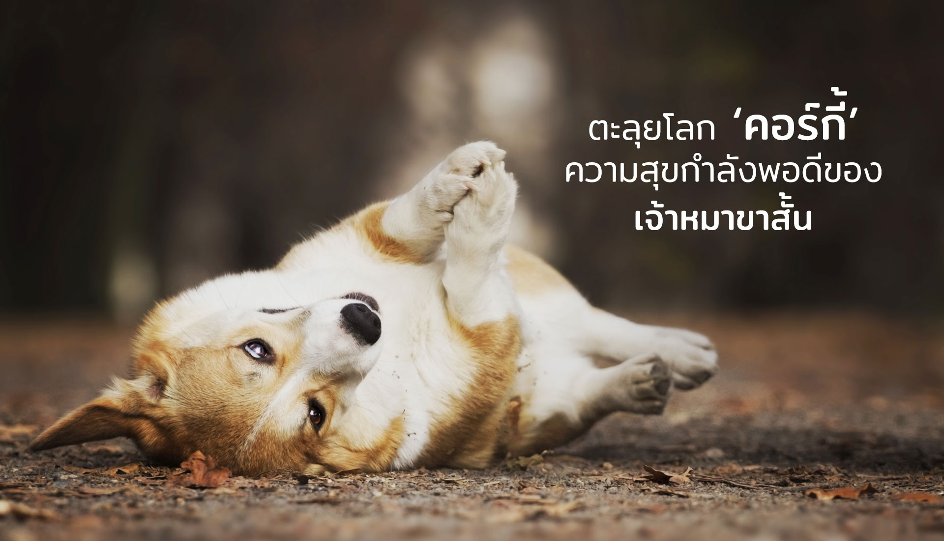 คอร์กี้