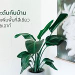 ไม้ประดับ