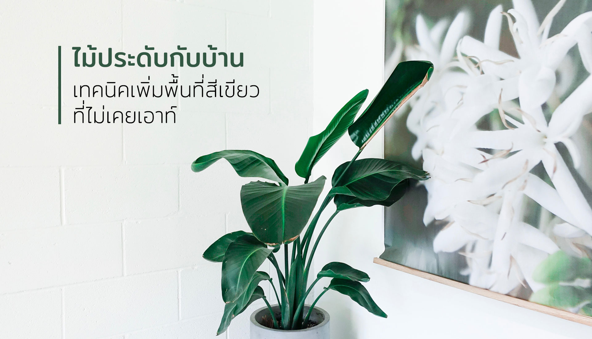 ไม้ประดับ