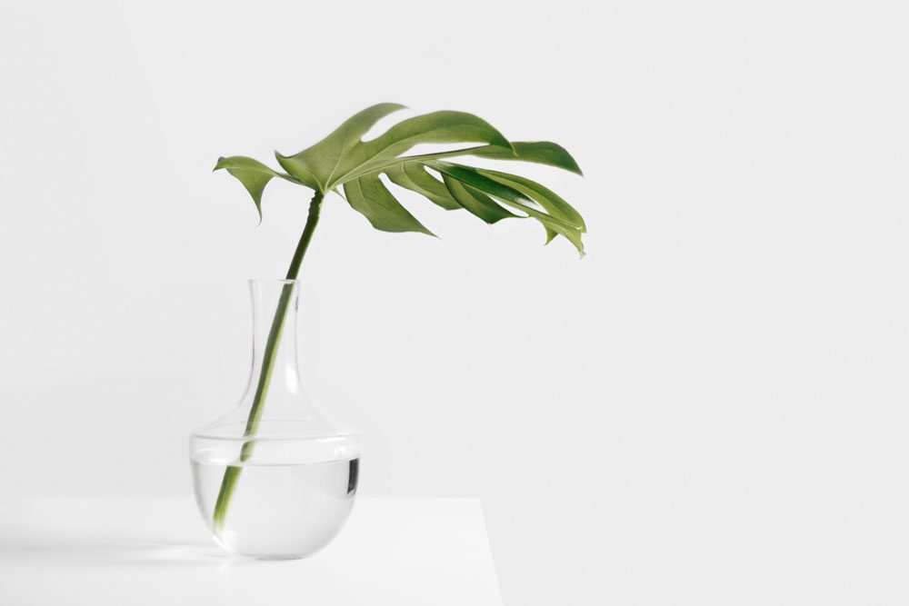 Aquatic Plants