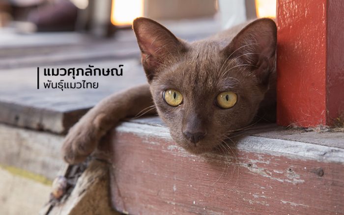 แมวศุภลักษณ์