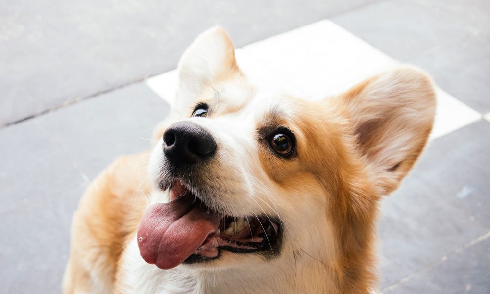 Corgi