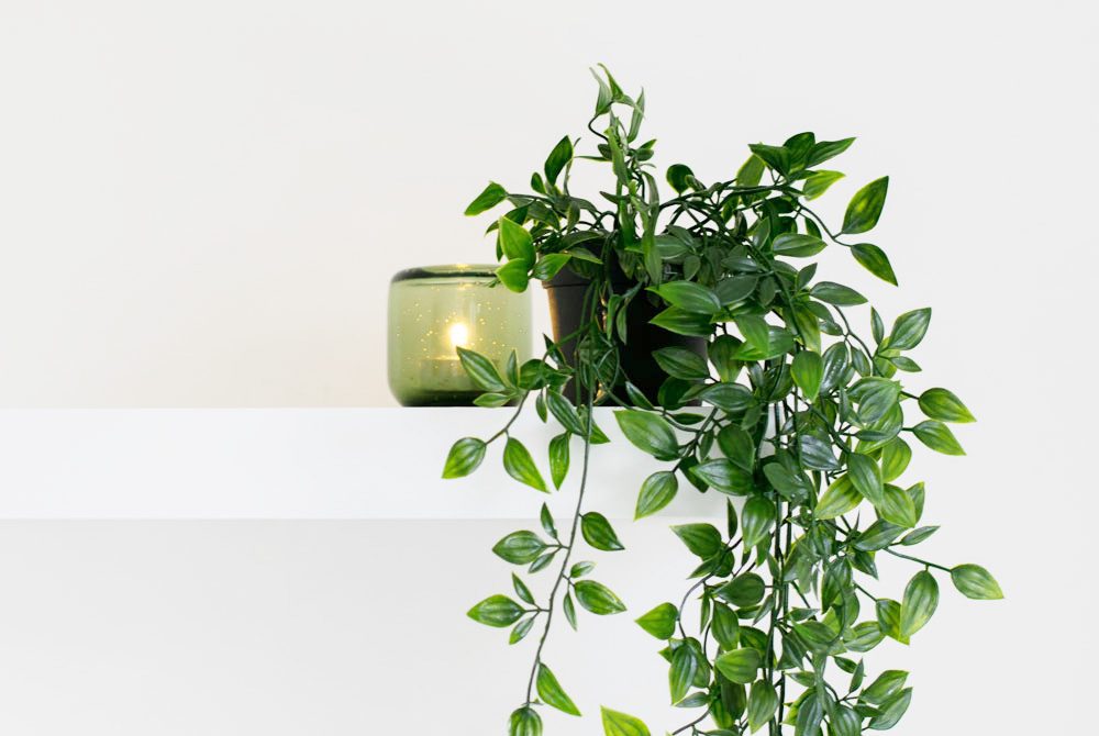 Herbaceous plant