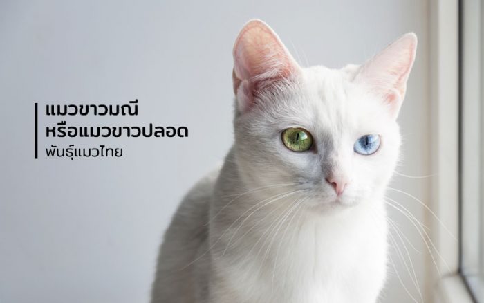 แมวขาวมณี