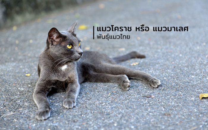 แมวโคราช