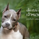 หมาพันธุ์ดุ