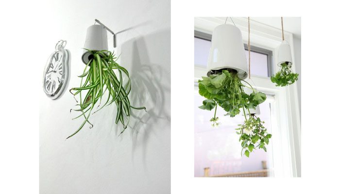 Sky Plant