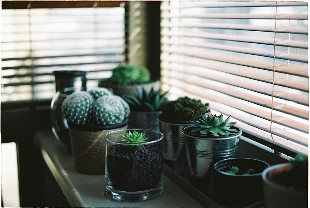 Succulent