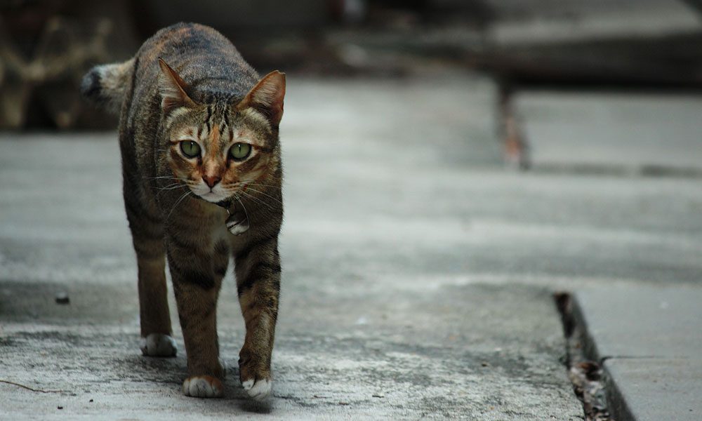 แมวไทย
