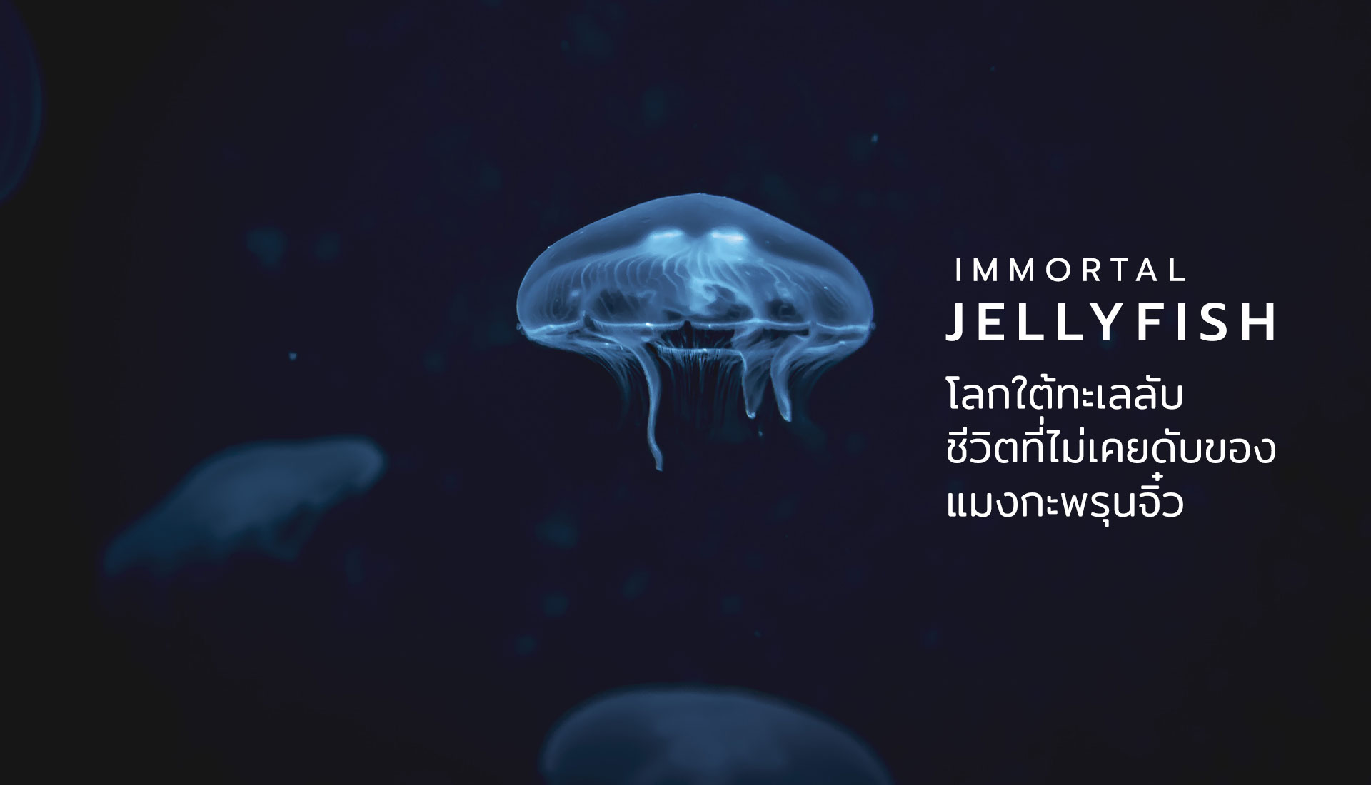 แมงกะพรุน