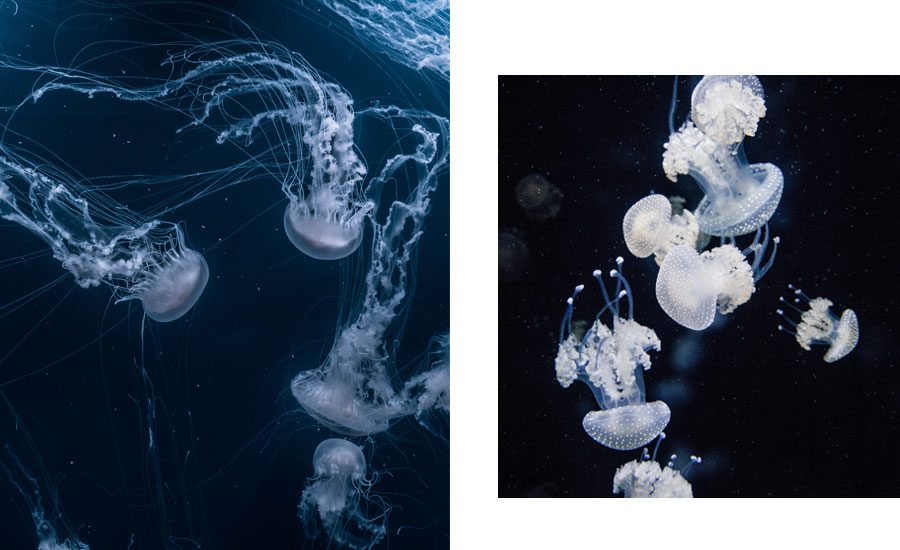 Jellyfish