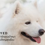 ซามอยด์