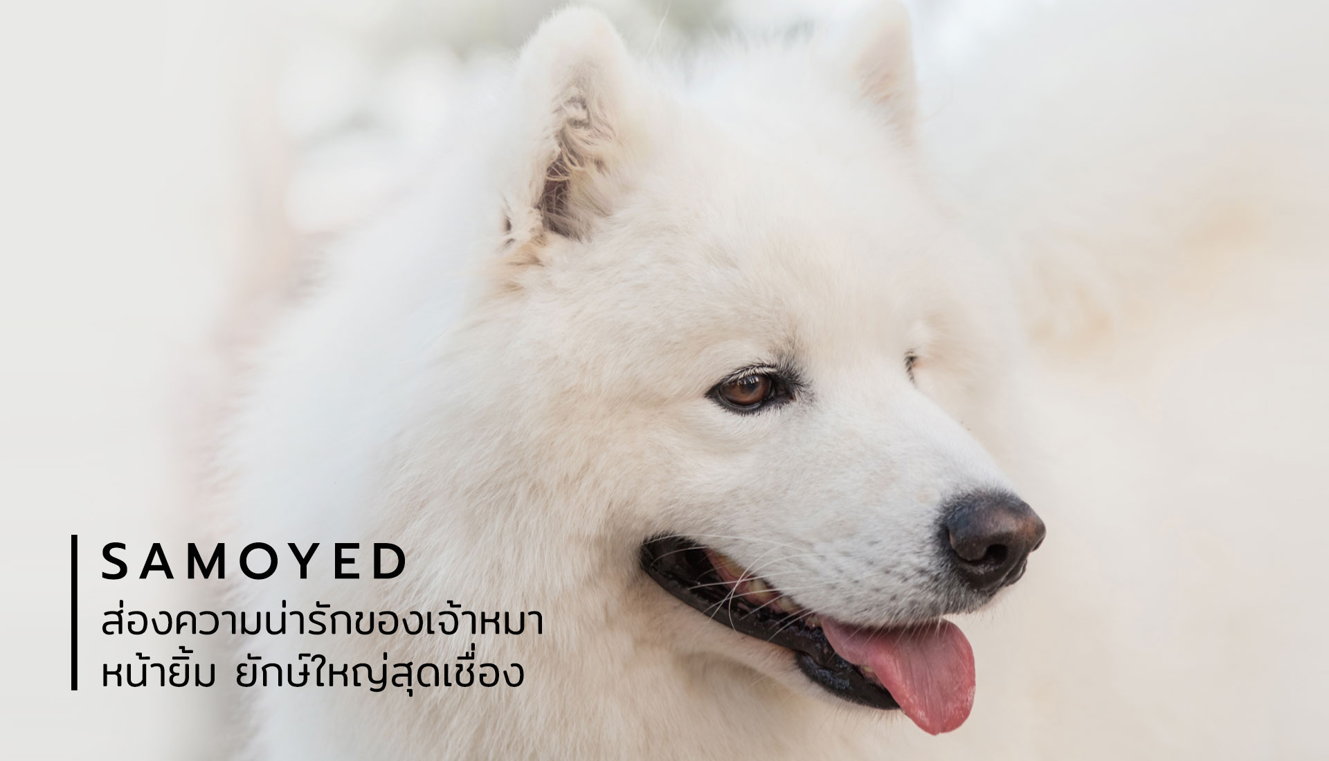 ซามอยด์