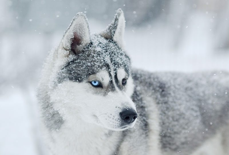 Siberian Husky