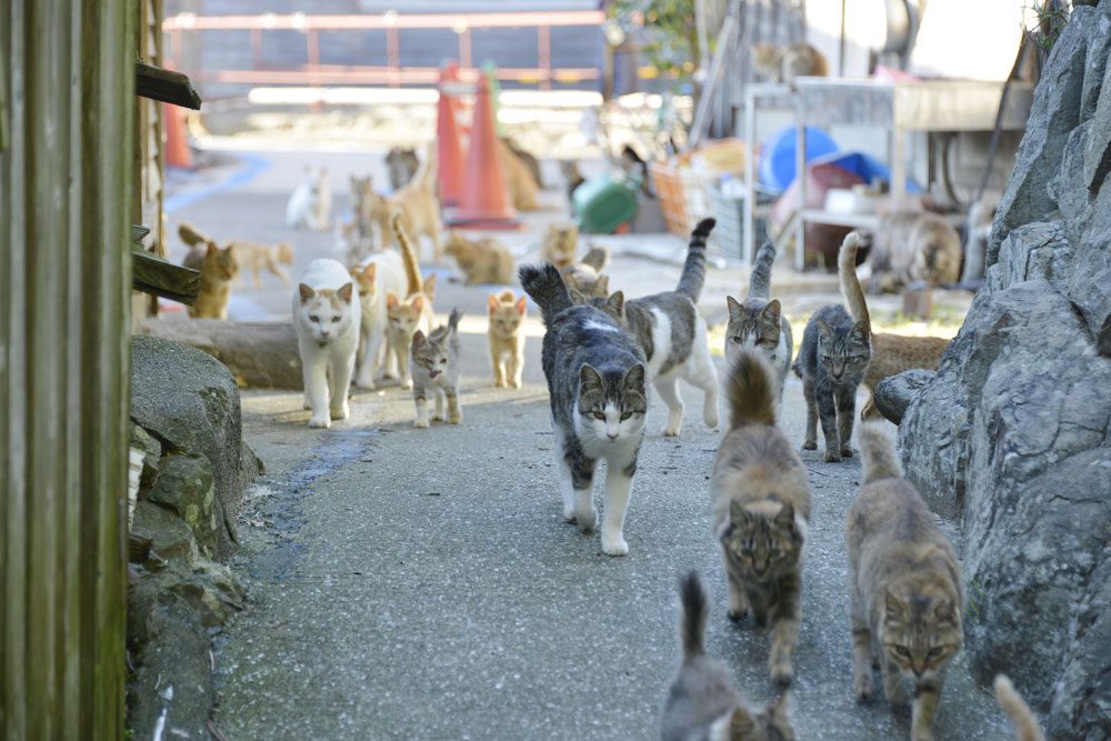Cat Island