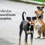 การเอาตัวรอดเวลาเจอสุนัขดุ