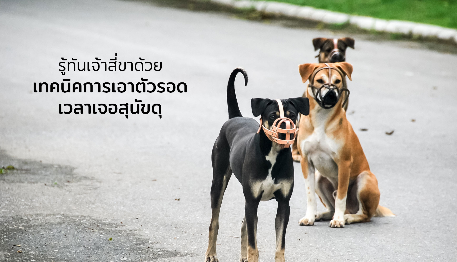 การเอาตัวรอดเวลาเจอสุนัขดุ