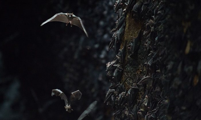 Bat