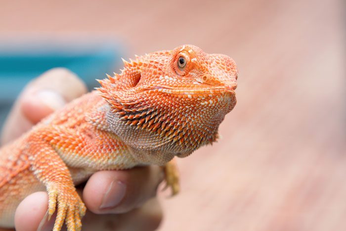 Bearded Dragon