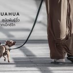 ชิวาวา