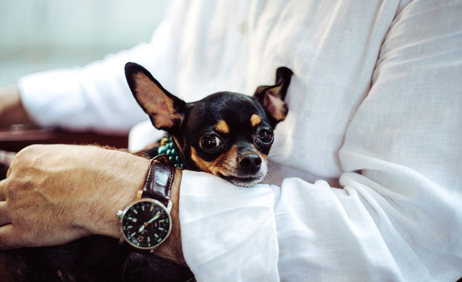 Chihuahua