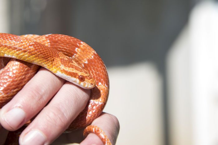 Corn Snake