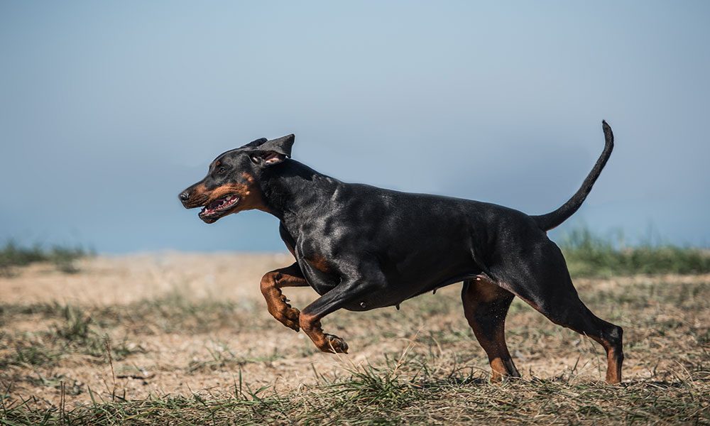 Doberman