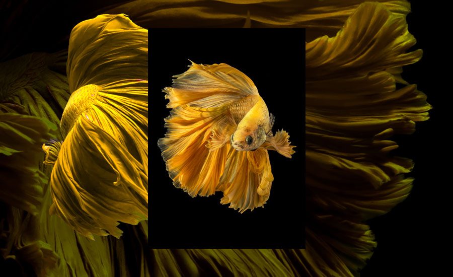 Siamese Fighting Fish
