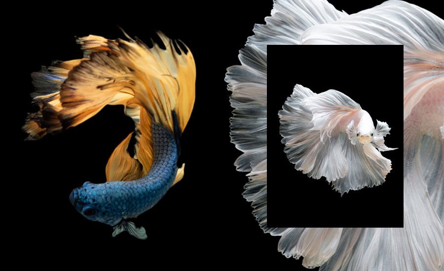 Fighting Fish