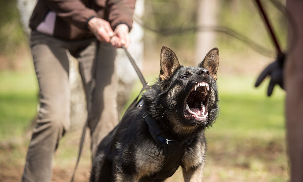 German Shepherd