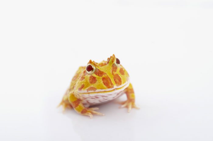 Horned frog