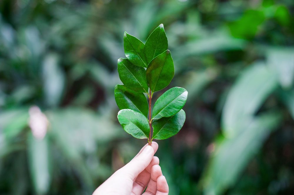 Horticultural Therapy