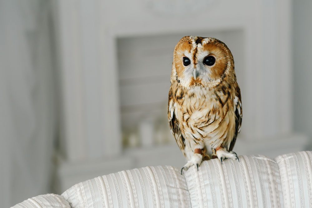 Owl