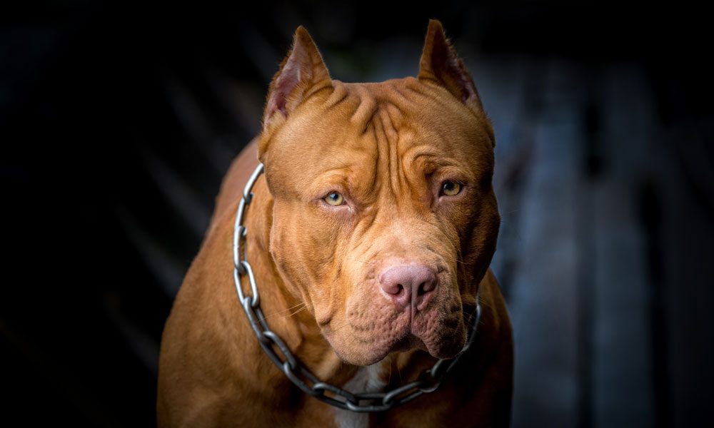 Pit Bull Terrier