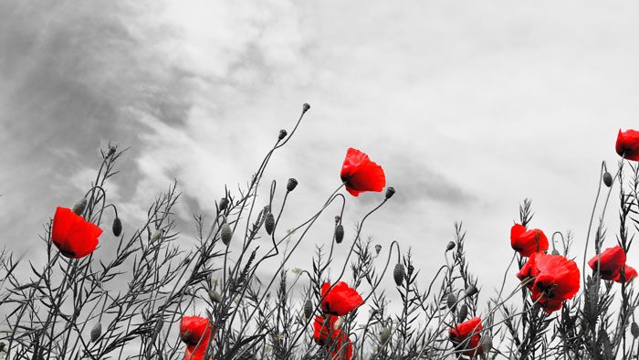Poppy
