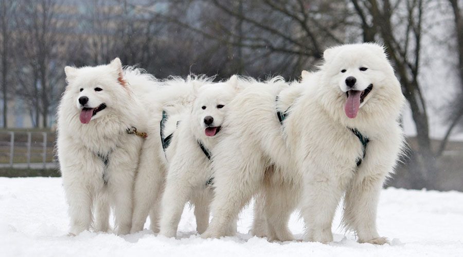 Samoyed