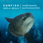 Sunfish