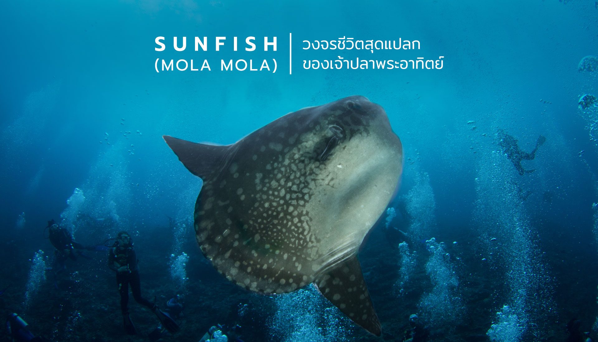 Sunfish