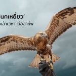 นกเหยี่ยว