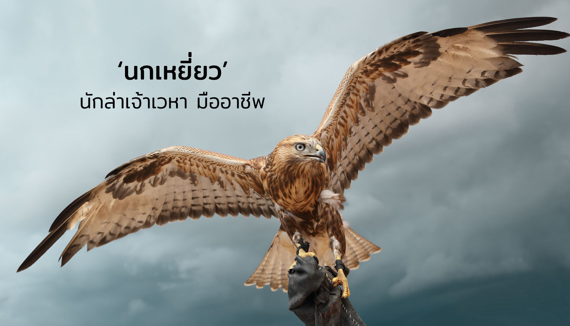 นกเหยี่ยว