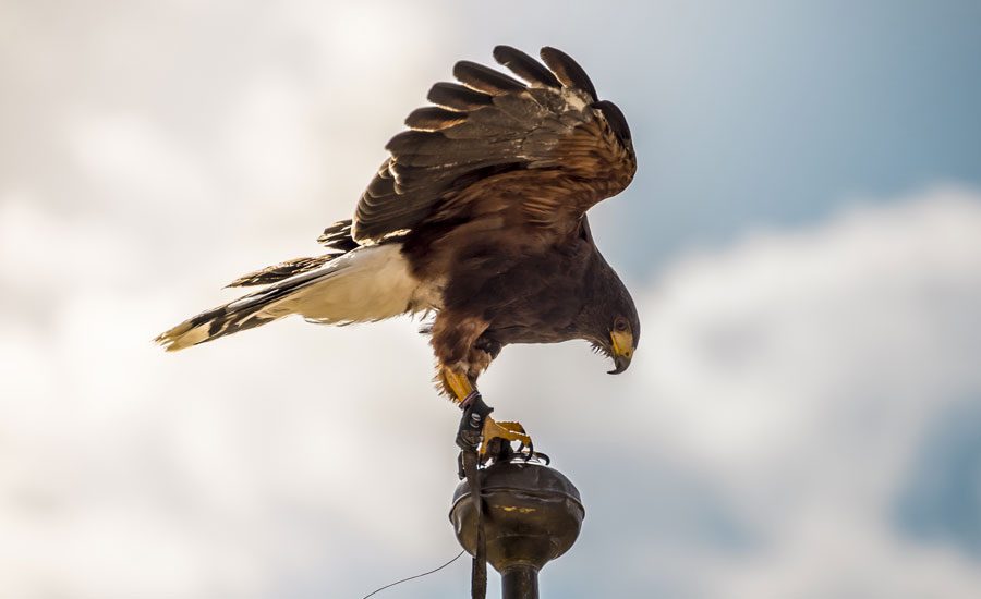 Falcon