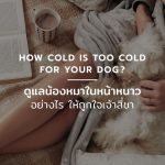 ดูแลน้องหมาในหน้าหนาว